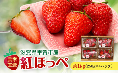 いちご　紅ほっぺ　約1kg（250g×4パック）