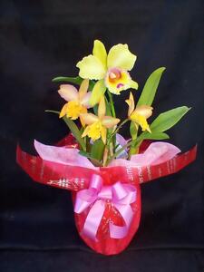 カトレア 寄植え