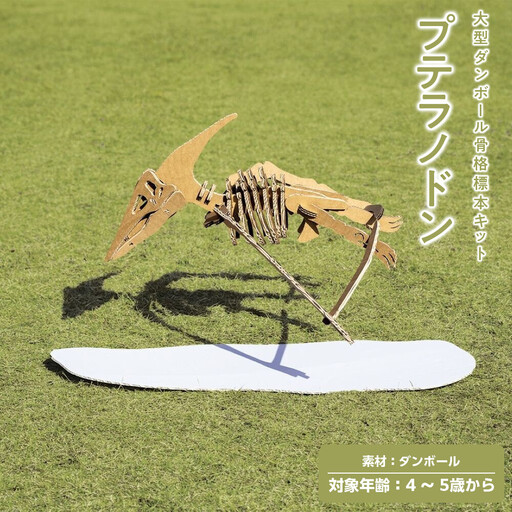 [Qumu]大型ダンボール骨格標本キット プテラノドン
