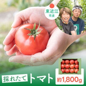 O-E09 東近江市産トマト 1.8kg 有元 勝