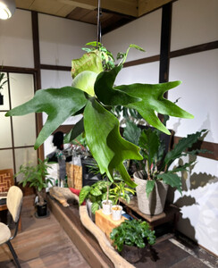 ビカクシダ苔玉 Ichirensoo 滋賀県 東近江市 B-D18 観葉植物 コウモリラン おしゃれ インテリア グリーン ギフト プレゼント 室内 小型 育てやすい 初心者 ハンギング