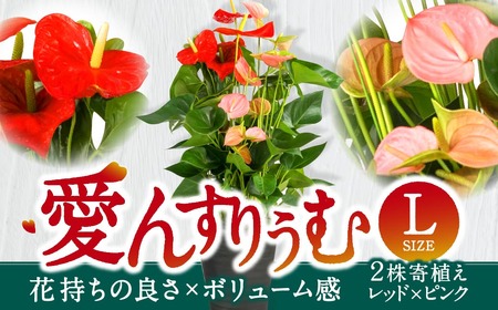 愛んすりうむ(アンスリウム)L(2株寄植え/大) 湖東フラワー 滋賀県 東近江市 C17 アンスリウム アンスリューム 観葉植物 鉢植え 花 プレゼント ギフト お祝い お供え インテリア フラワー グリーン リビング 玄関 飾り おしゃれ 手入れ簡単 長持ち 室内 贈答 滋賀県産 ボリューム 赤 桃色 2色