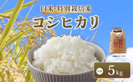 新米 令和7年産 コシヒカリ 白米 5kg