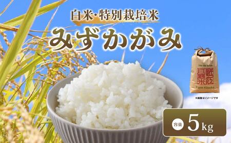 新米 令和7年産 みずかがみ 白米 5kg