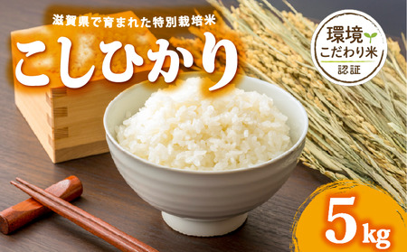 [ 令和7年産 5kg ] コシヒカリ 米 白米 2025年産 こしひかり 国産 滋賀県 日野町 農家直送 お米 精米 おこめ こめ 産地直送 ふるさと納税