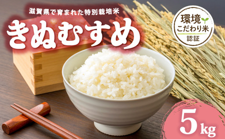 [ 令和7年産 5kg ] きぬむすめ 米 白米 2025年産 キヌムスメ 国産 滋賀県 日野町 農家直送 お米 精米 おこめ こめ 産地直送 ふるさと納税