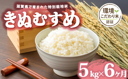 [ 令和7年産 5kg 定期便 6ヶ月 ] きぬむすめ 米 白米 2025年産 キヌムスメ 国産 滋賀県 日野町 農家直送 お米 精米 おこめ こめ 産地直送 ふるさと納税