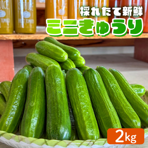 ミニ きゅうり 2kg | きゅうり キュウリ 胡瓜 ミニきゅうり 新鮮 朝収穫 朝採れ 産地直送 野菜 詰合せ 夏野菜 野菜 キュウリ やさい 採れたて 季節 食材 旬 栽培 農家直送 農家応援 滋賀県 日野町 ふるさと納税 送料無料