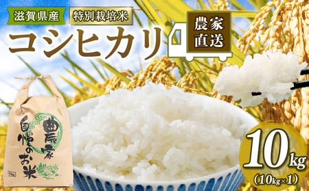 こしひかり 米 10kg 白米 ( 2023年産 滋賀県竜王町 特別栽培米 )