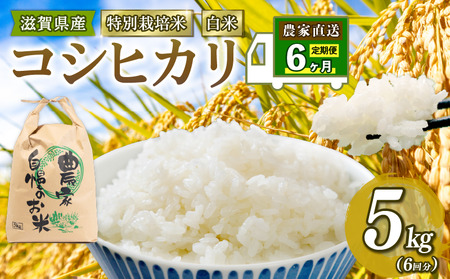 [ 新米予約 ] 特別栽培米 こしひかり 令和7年 米 5kg 白米 定期便 6ヶ月 計 15kg コシヒカリ 2025年産 国産 農家直送 コシヒカリ 5kg × 6回 国産 農家直送 環境こだわり お こめ おこめ 産地直送 送料無料