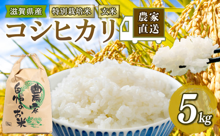 こしひかり 米 玄米 5kg (令和5年産 特別栽培米 滋賀県 竜王町 玄米 )