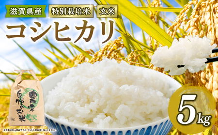 [ 新米予約 ] こしひかり 特別栽培米 令和7年産 米 5kg 玄米 コシヒカリ 2025年産 国産 農家直送 環境こだわり 小分け お米 こめ おこめ 新米 先行予約 農家直送 産地直送 滋賀県 竜王町