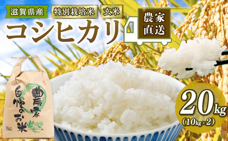 こしひかり 米 20kg 玄米 (令和5年産 特別栽培米 滋賀県 竜王町玄米 