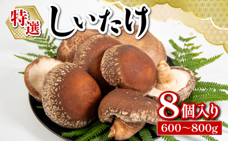 特選しいたけ 8個入り 600g 〜 800g 国産 滋賀県 竜王町 キノコ しいたけ シイタケ