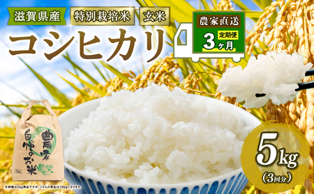[ 新米予約 ] 特別栽培米 こしひかり 令和7年 米 5kg 玄米 定期便 3ヶ月 計 15kg コシヒカリ 2025年産 国産 農家直送 コシヒカリ 5kg × 3回 国産 農家直送 環境こだわり お こめ おこめ 産地直送 送料無料