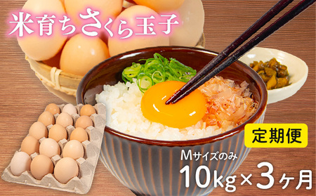   10kg × 3 ⏞ 5 MTCY ̂  160 × 3  Y Ĉ炿 ʎq 痑 {  RN Z   Ƃꂽ  ܂ nYn  Y{ ʎq Y݂