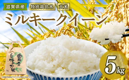 [ 新米予約 ] ミルキークイーン 特別栽培米 令和7年産 米 5kg 玄米 みるきーくいーん 2025年産 国産 農家直送 環境こだわり 小分け お米 こめ おこめ 新米 先行予約 農家直送 産地直送 滋賀県 竜王町
