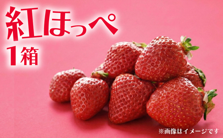 いちご 紅ほっぺ 1箱 計350g | イチゴ べにほっぺ 苺