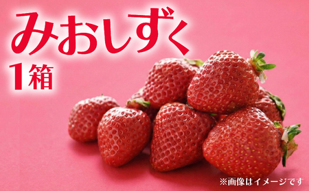 いちご みおしずく 1箱 計350g | イチゴ 苺