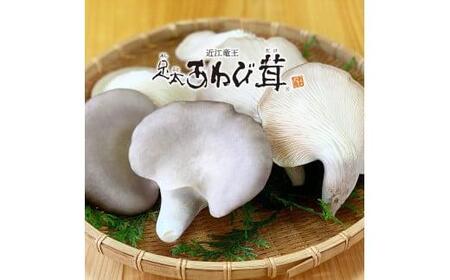 特選 あわび茸 生 500g きのこ 茸 キノコ キノコ)