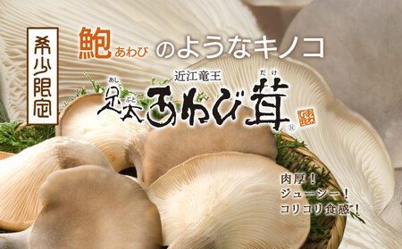 あわび茸 生 500g ( きのこ 茸 キノコ キノコ)