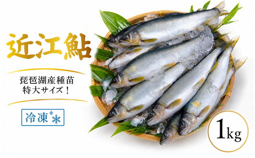 滋賀県産 鮎 1kg 7～11尾入り 冷凍 大 ～ 特大 サイズ あゆ アユ 生鮎 生あゆ 滋賀 愛荘