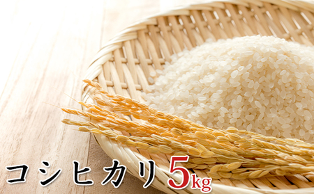 [新米]令和6年産環境こだわり近江米コシヒカリ5kg(無洗米)