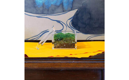 [銀座花粂]清水寺の苔 春 (3月20日頃到着 寄付日:2月3日から3月1日の方)