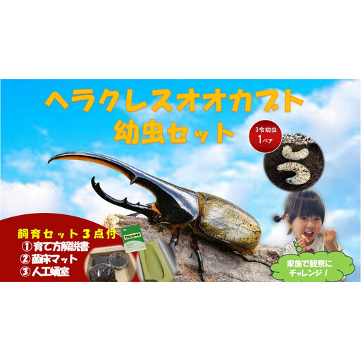 [虹色Farm]ヘラクレスオオカブト 幼虫2匹(ペア)飼育キット3点付(育て方解説書・菌床マット・人工蛹室)|京都 ヘラクレス 人気