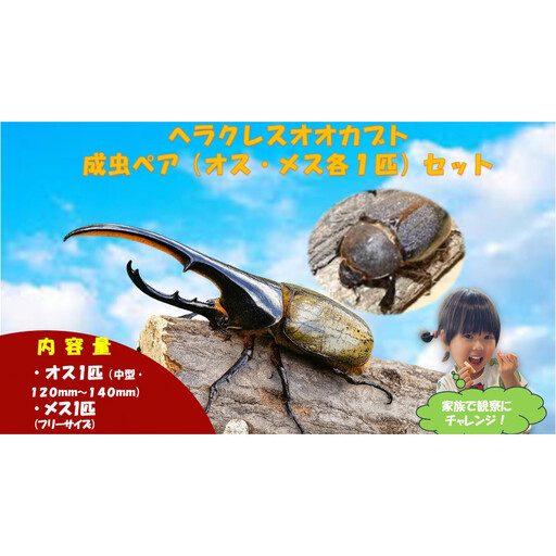 [虹色Farm]ヘラクレスオオカブト 成虫ペア(オス・メス各1匹)|京都 ヘラクレス 人気