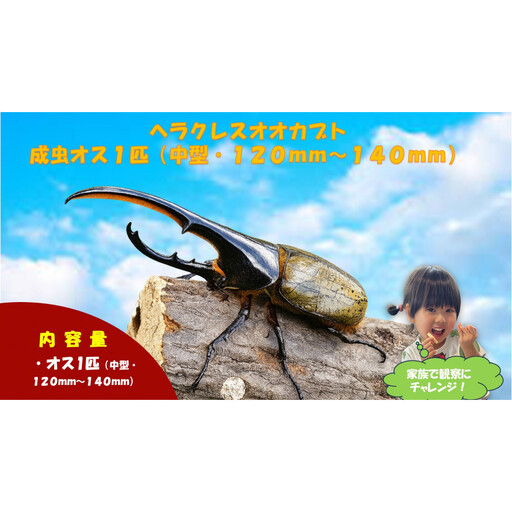 【虹色Farm】ヘラクレスオオカブト 成虫オス1匹(中型・120mm～140mm)｜京都 ヘラクレス 人気