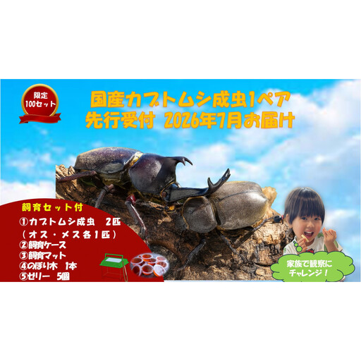 [先行受付・2026年7月お届け][虹色Farm]国産カブトムシ成虫1ペア(飼育キット付) |京都 カブトムシ 人気