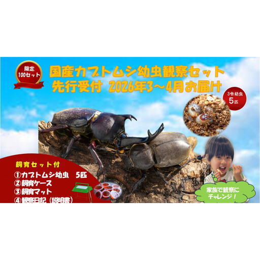 [虹色Farm]国産カブトムシ幼虫5匹観察セット(飼育キット付) |京都 カブトムシ 人気