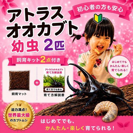 【虹色Farm】アトラスオオカブト 幼虫2匹(ペア) ～初心者の方も安心！飼育キット２点付(育て方解説書・飼育マット)｜京都 オオカブト 人気