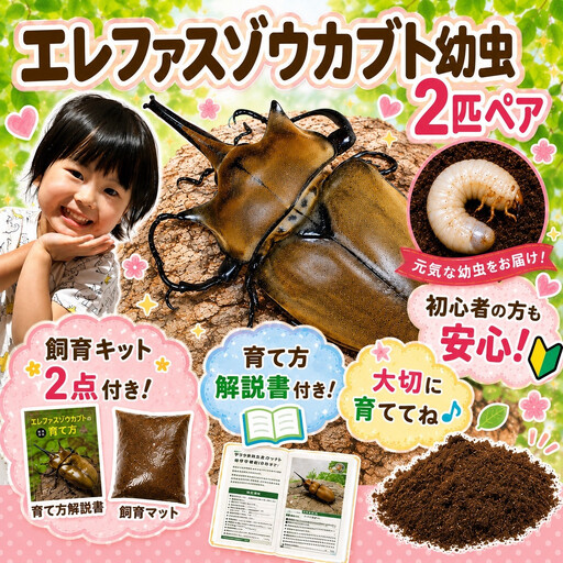 【虹色Farm】エレファスゾウカブト 幼虫2匹(ペア) ～初心者の方も安心！飼育キット２点付(育て方解説書・飼育マット)｜京都 カブト 人気
