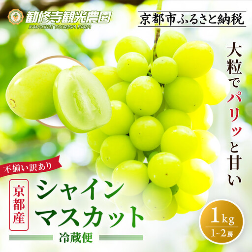 [先行予約 2026年8月下旬〜9月発送][勧修寺観光農園]不揃い訳あり 京都市産 シャインマスカット 1kg|シャインマスカット 人気