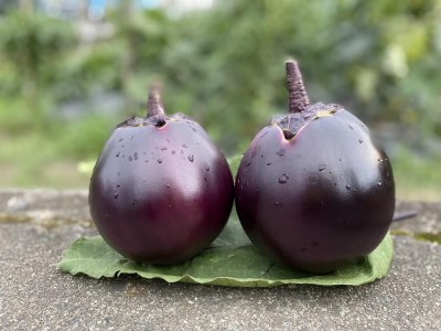 [虹色Farm][注文後1〜2週間後にてお届け]京ブランド野菜・賀茂茄子(かもなす)12個 約3kg[ナス なす 夏野菜 野菜 茄子 セット 野菜 野菜 野菜 夏野菜 旬野菜 新鮮 野菜]