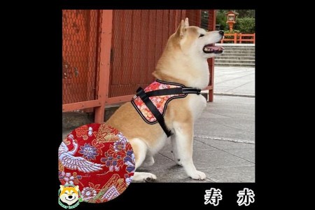 犬 着物 ホビーの人気商品 通販 価格比較 価格 Com