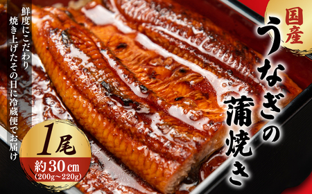 「国産うなぎの蒲焼き」1尾 [凍らさず美味しさそのまま!〆たて・焼きたてを冷"蔵"で発送]地元飲食店に愛される、美味にこだわった「国産うなぎの蒲焼き」 特上 蒲焼 ウナギ 鰻 1尾 人気 浜名湖 関西 鰻蒲焼 養殖 冷蔵 ギフト ご褒美 人気 京都 京都府 福知山市