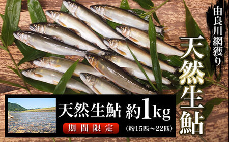 [網獲り 7月発送開始]由良川の天然生鮎 約1kg 鮎 鮎 鮎 鮎 鮎
