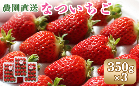 【先行予約：数量限定】北海道羽幌産 なついちご1kg（350g×3）（2024年7月より発送）【15101】