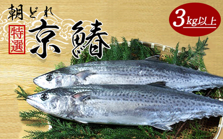 [12月から3月のみ発送] 漁連直送!! 特選京鰆 3kg 以上 1尾 : 一尾 朝獲れ 直送 天然 新鮮 鮮度抜群 冷蔵 ナマモノ 寒さわら 京都 舞鶴