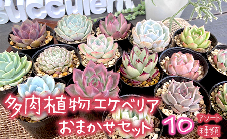  【1月発送】 多肉植物 エケベリア おまかせ セット 詰め合わせ 10種 多肉 植物