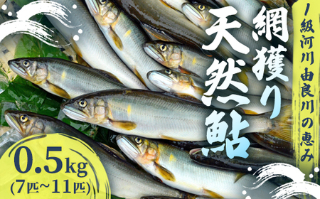 [2025年夏発送] 天然鮎 網獲り 約0.5kg(約7匹〜11匹)あゆ 鮎 鮎 あゆ アユ 生鮎