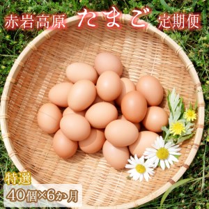 [定期便]赤岩高原たまご 40個×6か月 240個(特選) 卵 タマゴ M?L サイズ
