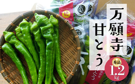 【2024年7月～発送】 万願寺甘とう 1.2kg 【 国産 旬 季節の野菜 詰め合わせ 京のブランド産品 京野菜 万願寺 まんがんじ 野菜 夏野菜 化粧箱 贈答 贈り物 ギフト 贈り物 お土産 手土産 JA 京都 綾部 】