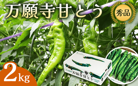 万願寺甘とう 秀品 2kg 【 京野菜 万願寺 野菜 夏野菜 京野菜 万願寺甘とう 】