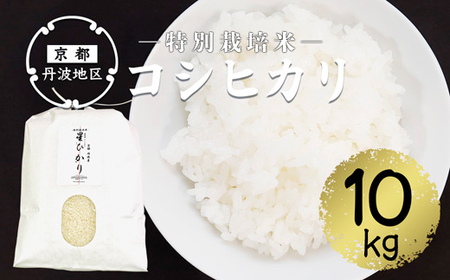 [令和7年産]新米 コシヒカリ精米10kg | お米 米 新米 精米 白米