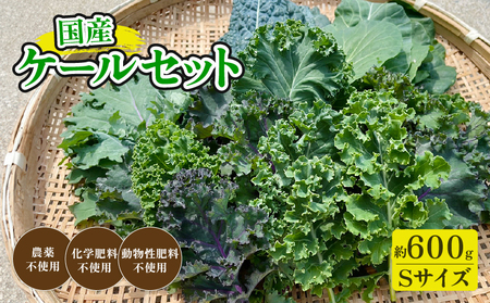 京都府産 ミックスケールS(約600g)ケール ケール ケール