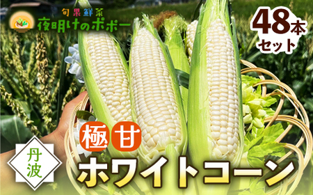 京都府産 極甘ホワイトコーン 48本(約19〜19.5kg) とうもろこし トウモロコシ コーン ホイップコーン 季節の野菜 農家直送 旬 旬野菜 国産 朝採り 産地直送 期間限定 甘い お取り寄せ 贈り物 ギフト 贈答 京都 綾部